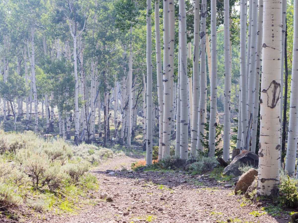 Row of Pines photo 2
