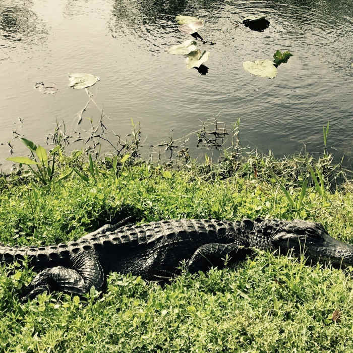 Alligator on the side of the trail. Near Tram Trail