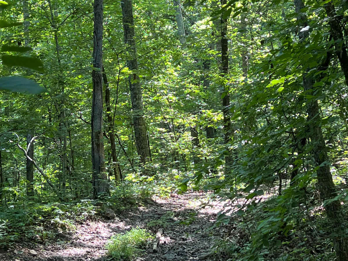 Log Run photo 5