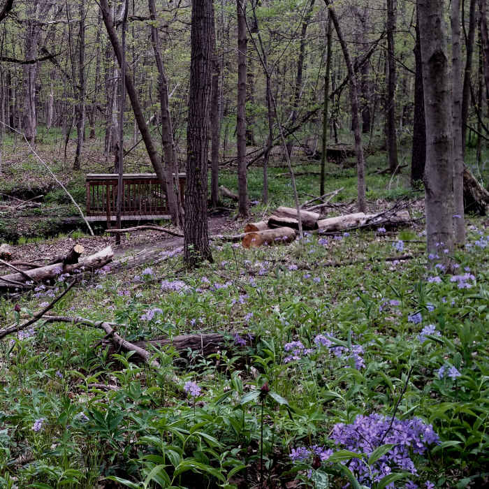 Near Nature Loop