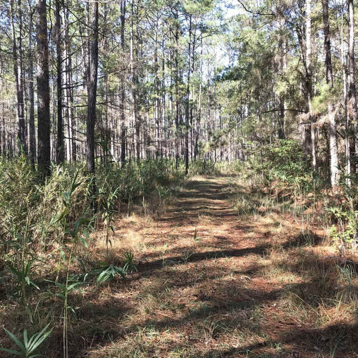 Old Loop Trail, is fairly easy to walk but not everyone will find it as exciting as River Bluff Trail. This trail is more for bird watchers and getting away from the busier part of the State Park. Near Old Loop Trail