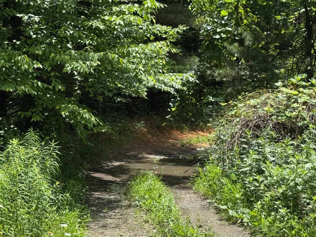 Trail 38 photo 2