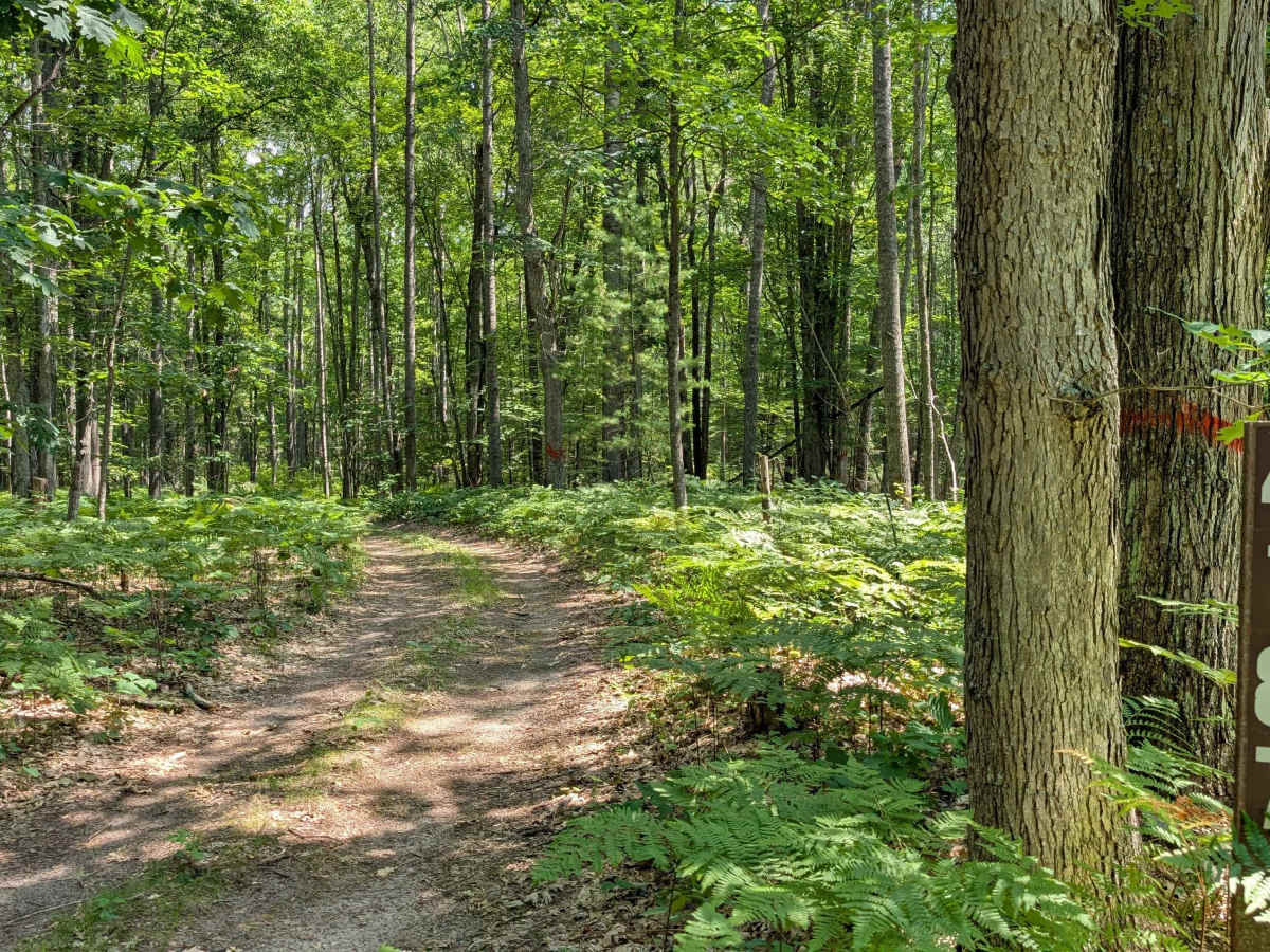 FS 4520 / FS 4187 trail photo