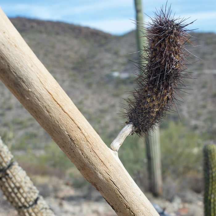 Near Desert View Trail