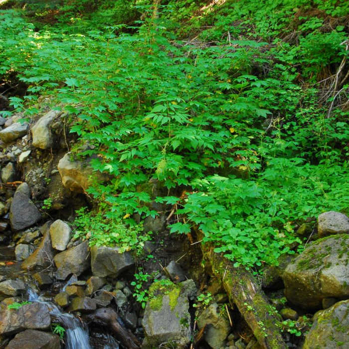 Near Spray Waterfall + Spray Park Hike