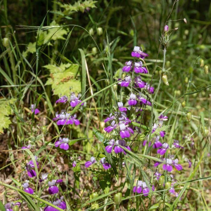 Near Madrone Canyon Trail