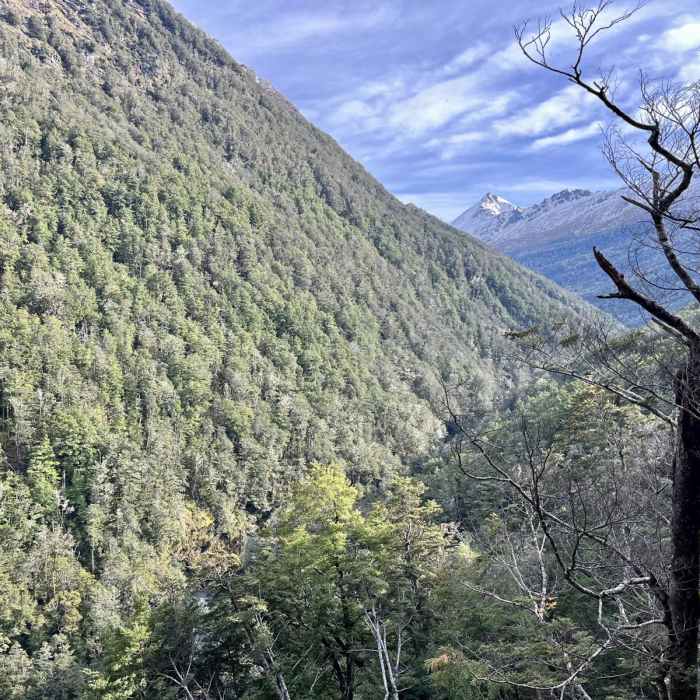 Near Earnslaw Burn Track Near Earnslaw Burn Track