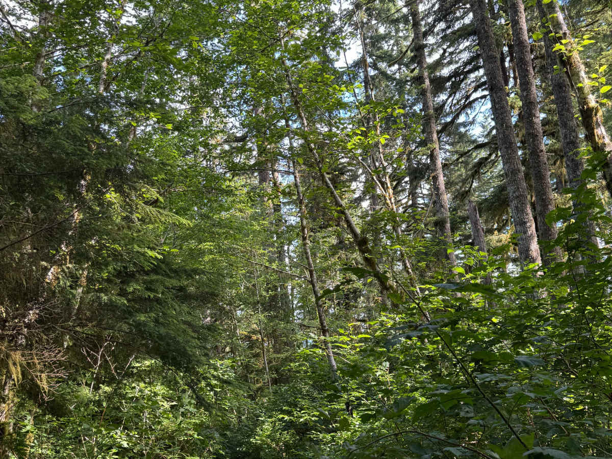 FS 8596-120 trail photo
