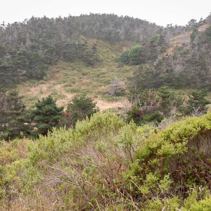 Near Limantour Estero via Muddy Hollow