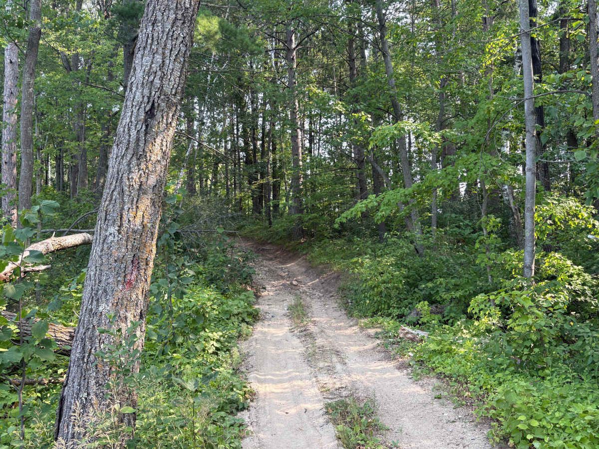 Forest Road 0425 photo 3