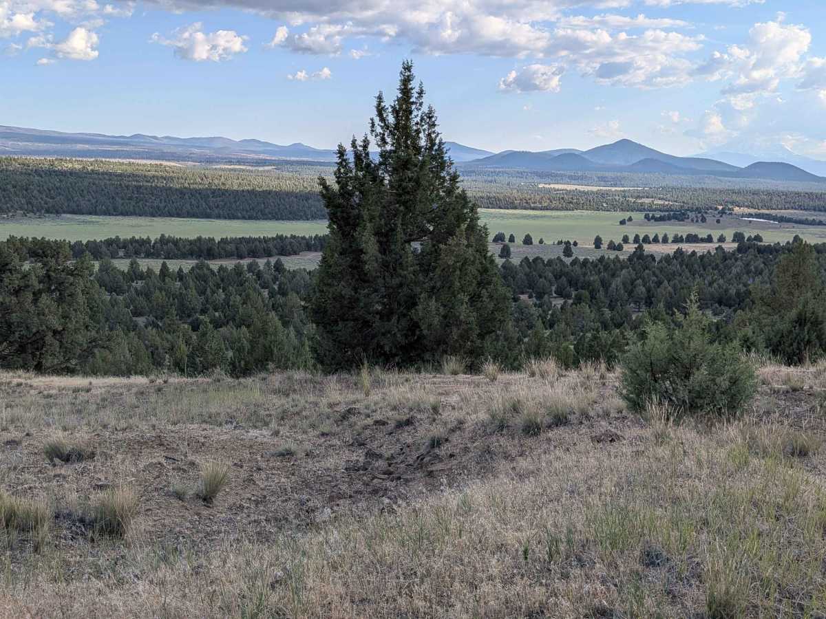 C33 Wild Horse Mountain - FS 44N11 trail photo