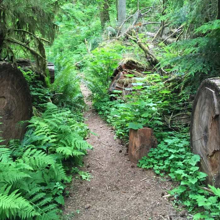 Near Iron Creek Old Growth