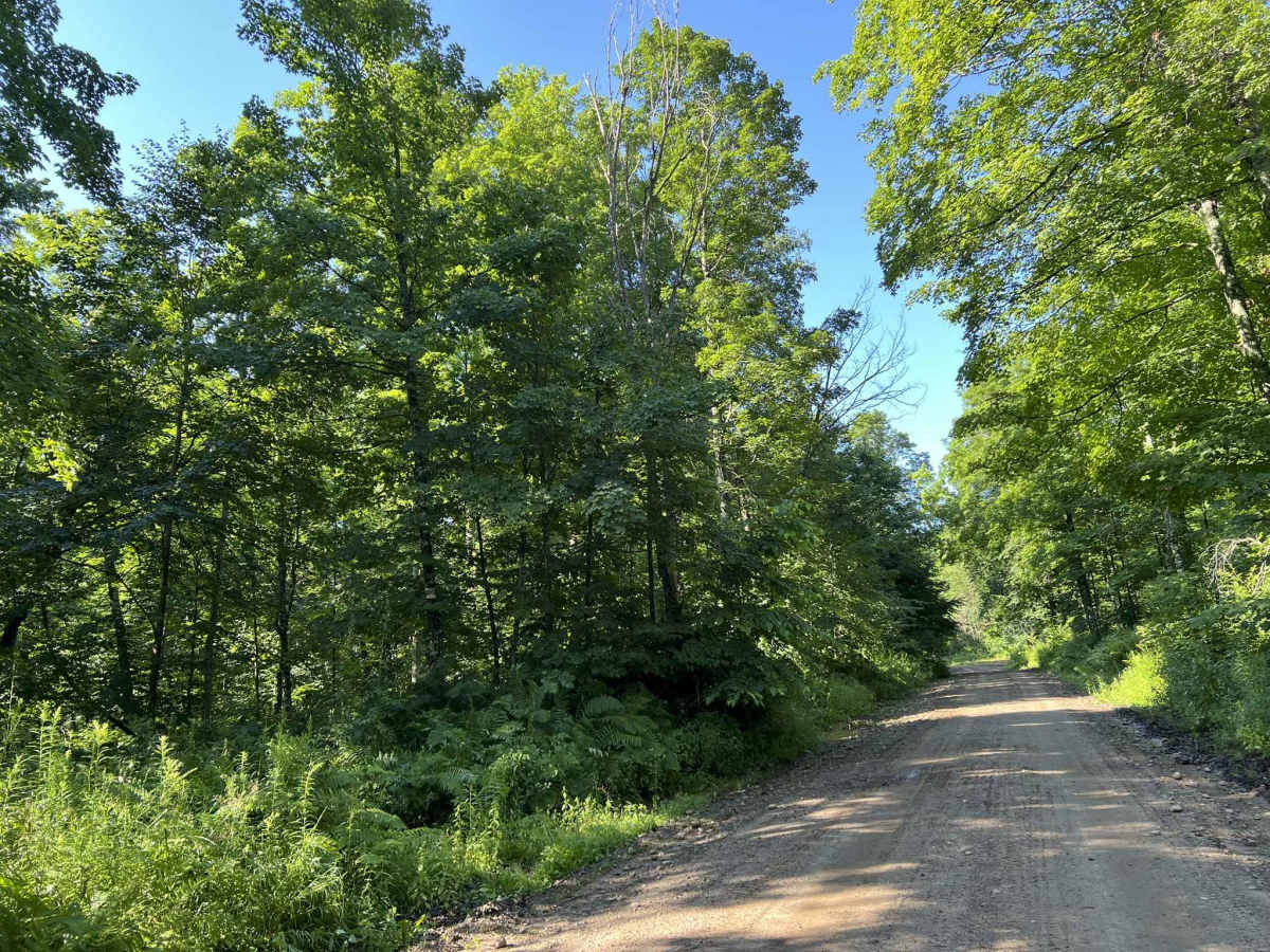 Lyme Timberlands - Florence County F14 photo 4