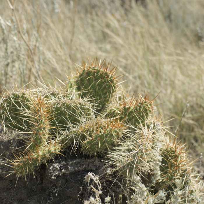 Cactus can be found along the trail, so watch your step. Near Painted Canyon Nature Trail