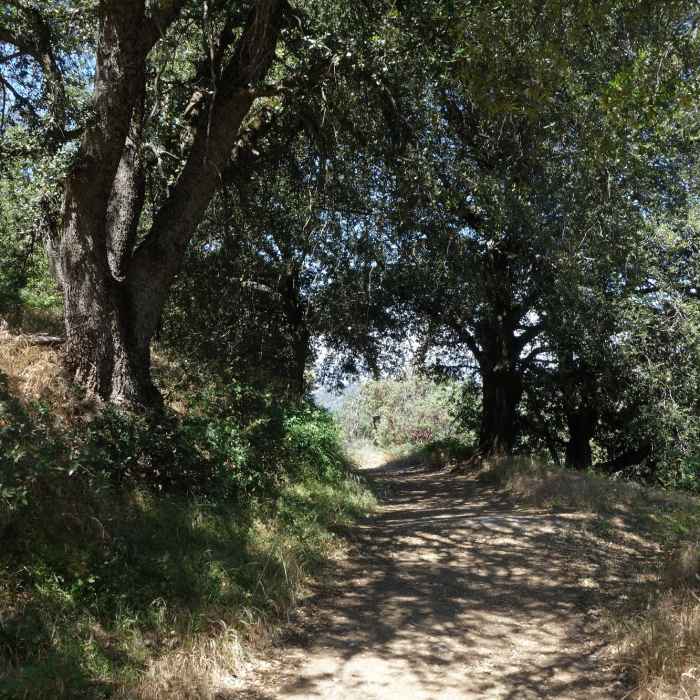 Enjoy this shady section of the trail as you make your way up Volcan Mountain. Near Five Oaks Trail