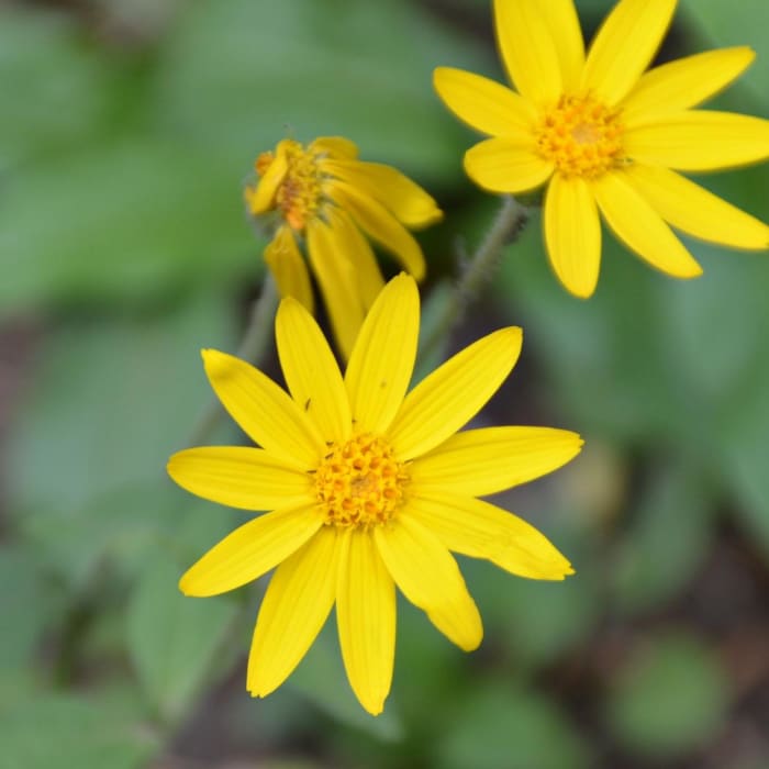 Near The Manitou Springs Incline Near The Manitou Springs Incline