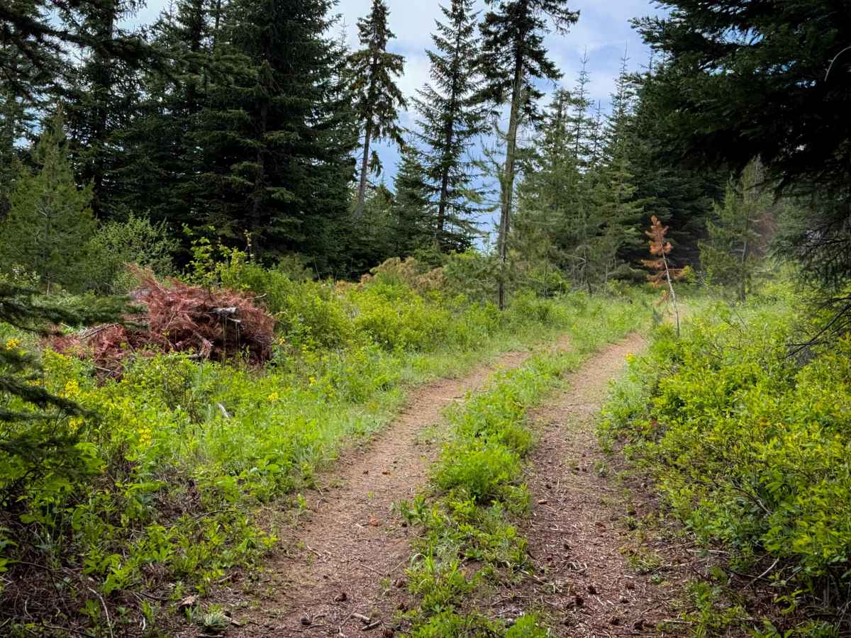 Down Low - Trail 455   photo 6