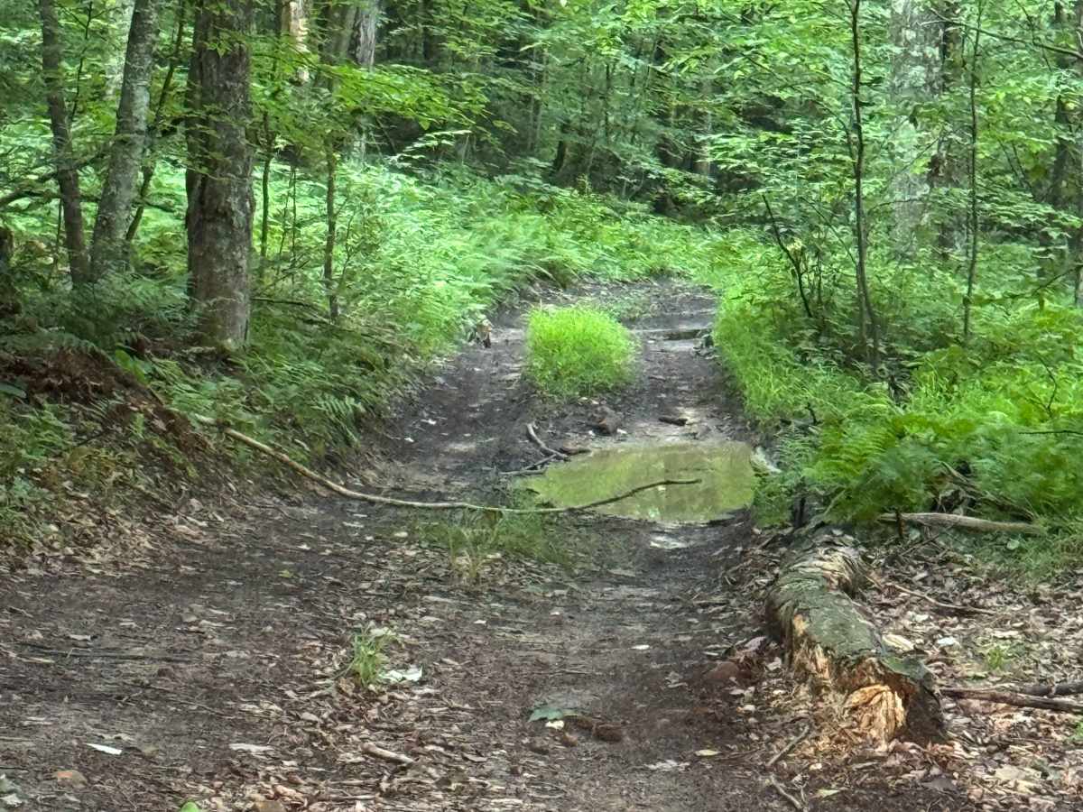 Trail 4 photo 2