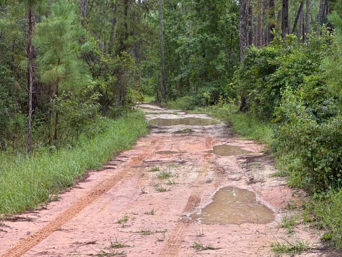 Ocala National Forest Road 65 photo 2