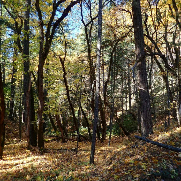 The trail passes through stands of big leaf maples. Near Enchanted Forest Trail