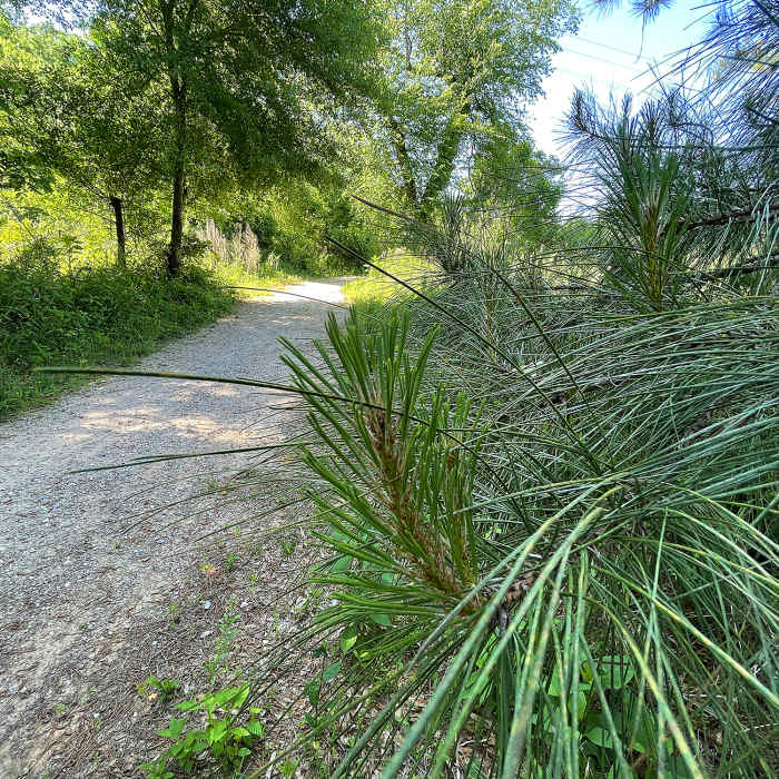 Near First Broad River Trail