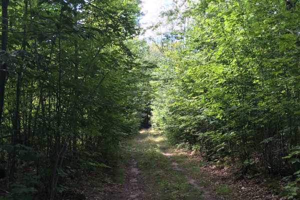 Blackberry Lane