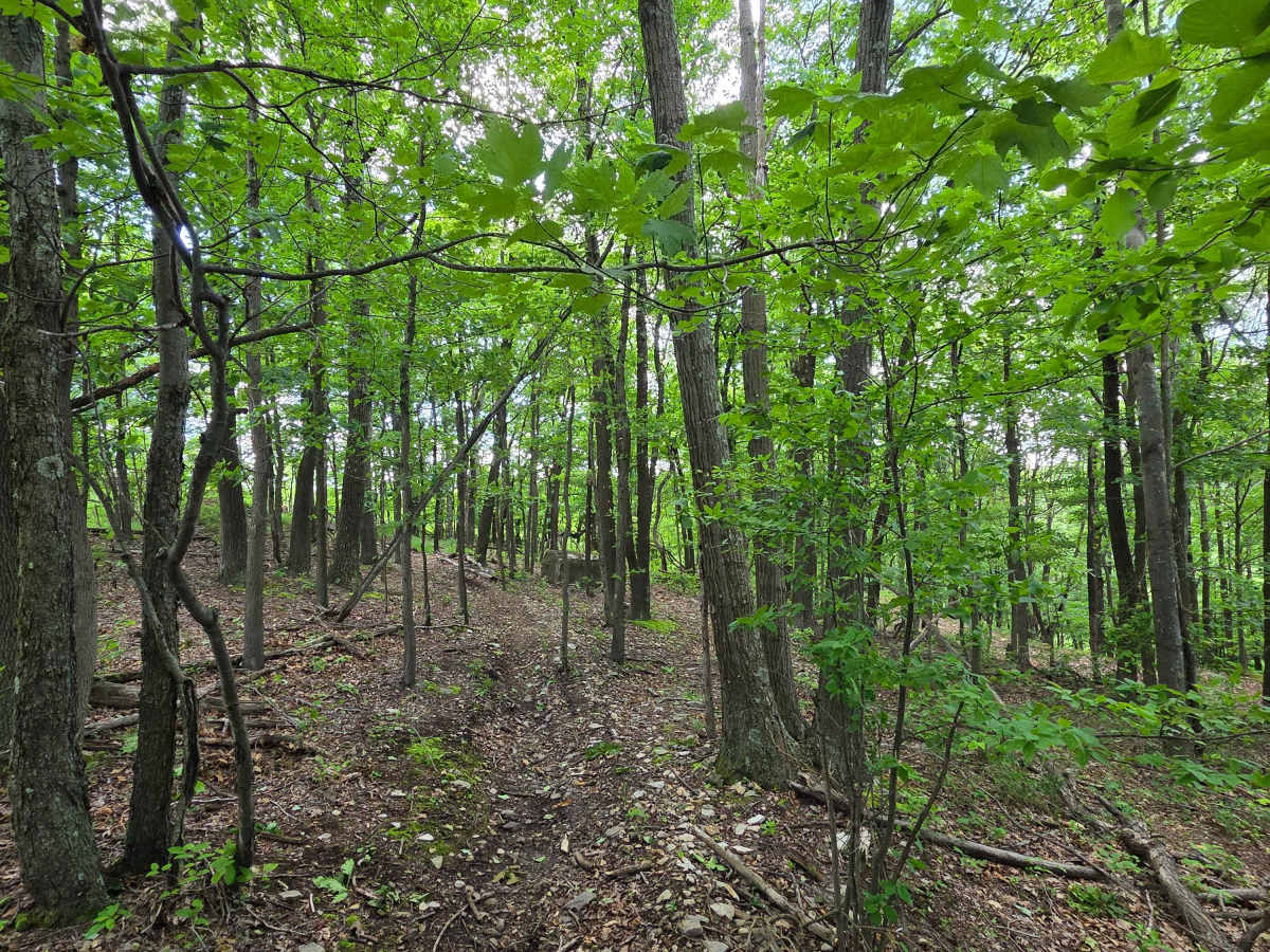 Single Track J photo 6