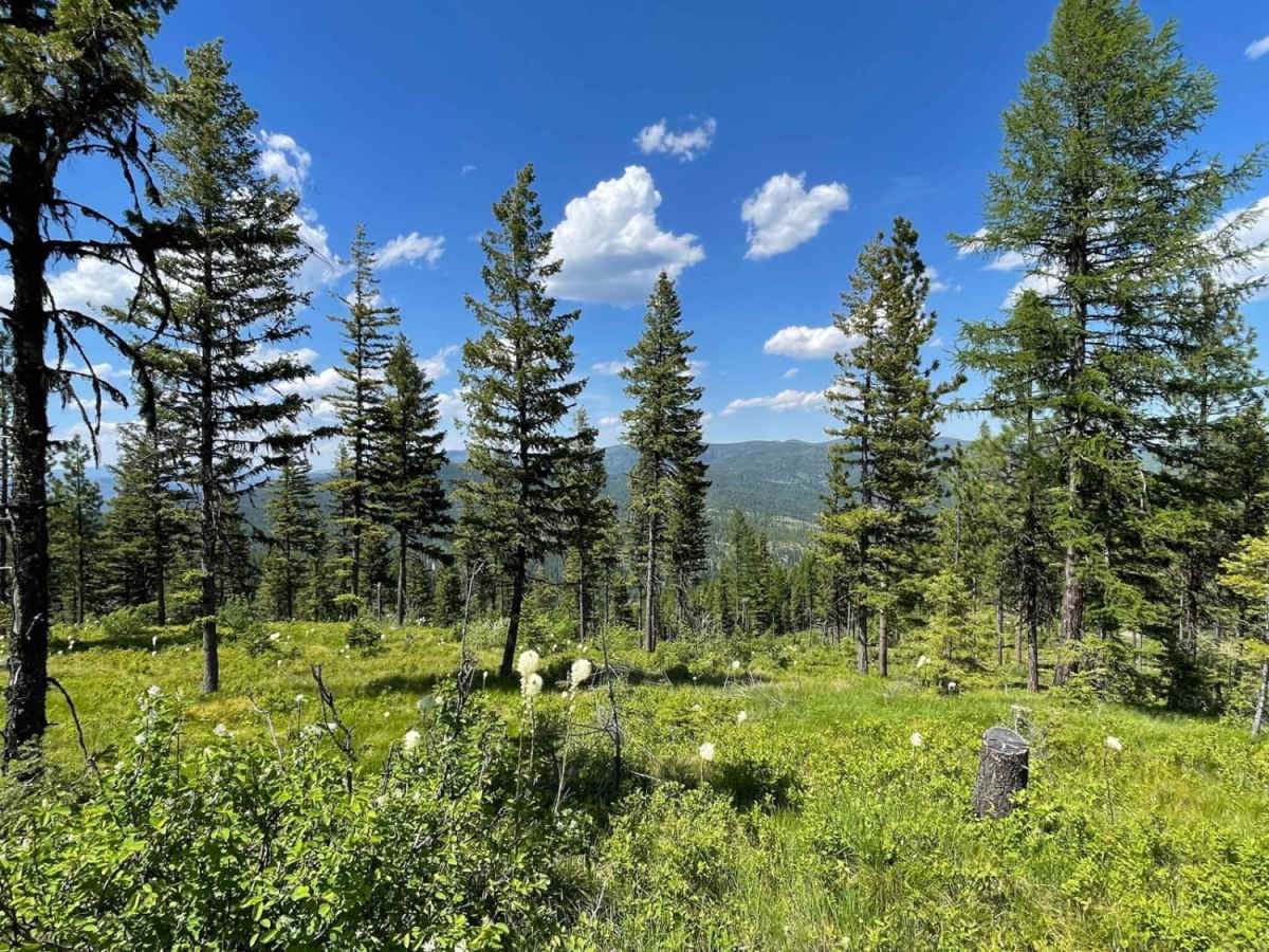 Lolo Springs Lookout trail photo