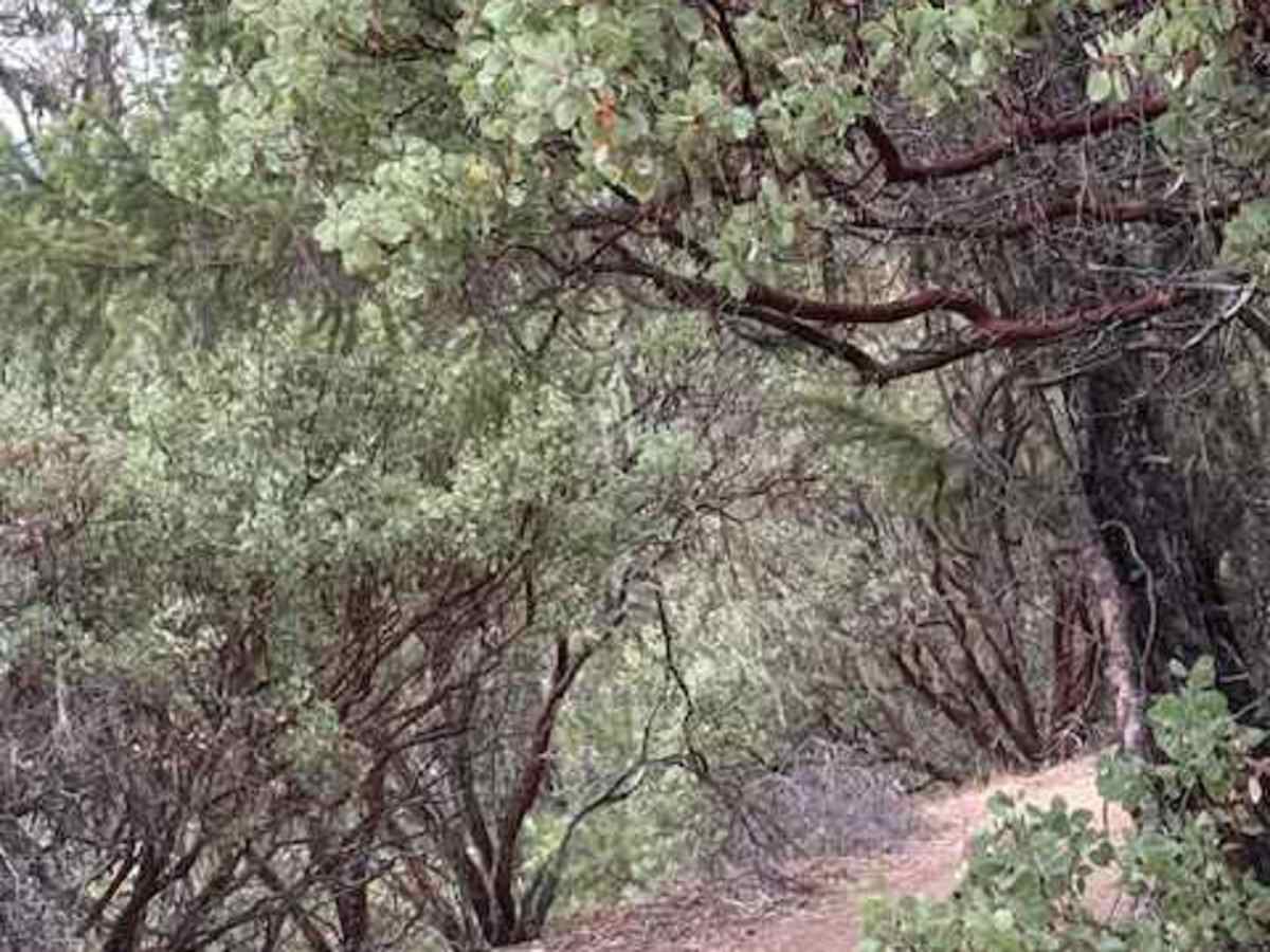 Payette Trail - FS 970 photo 6