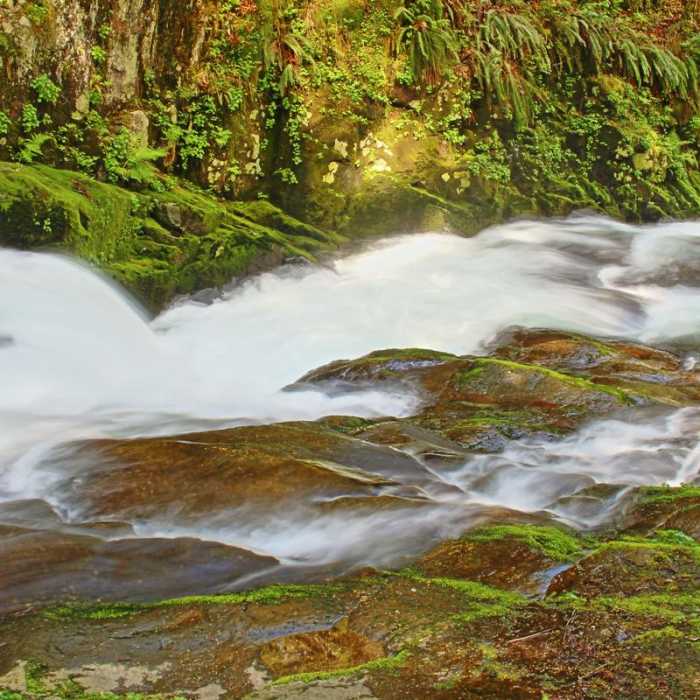 Near Sweet Creek Hike
