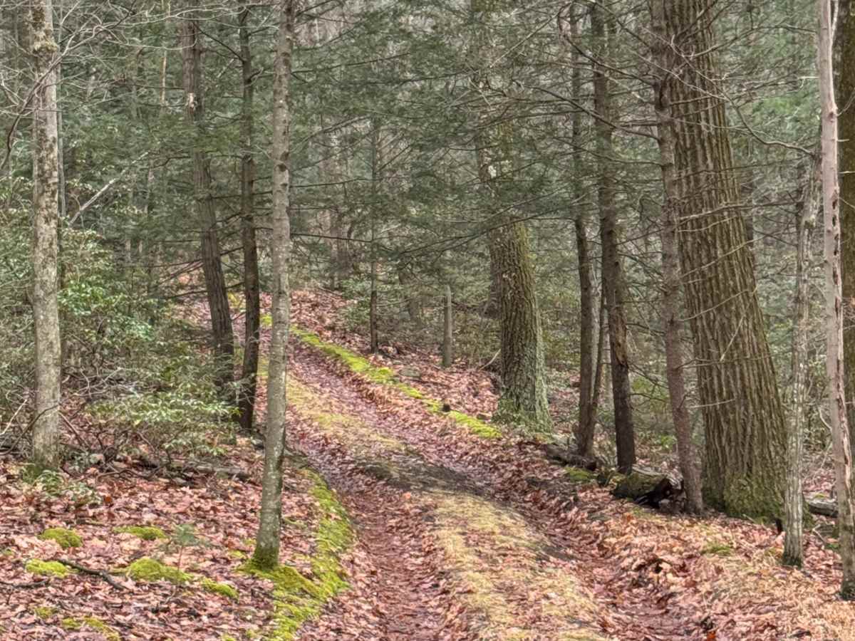 Middle Ridge Trail photo 2
