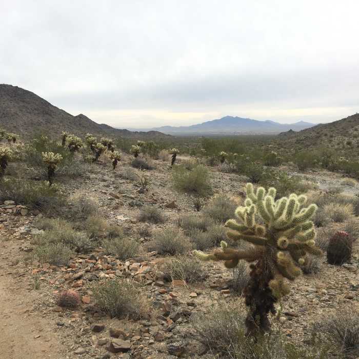 Chuckwalla Trail facing northwest Near Skyline Circumference Trail