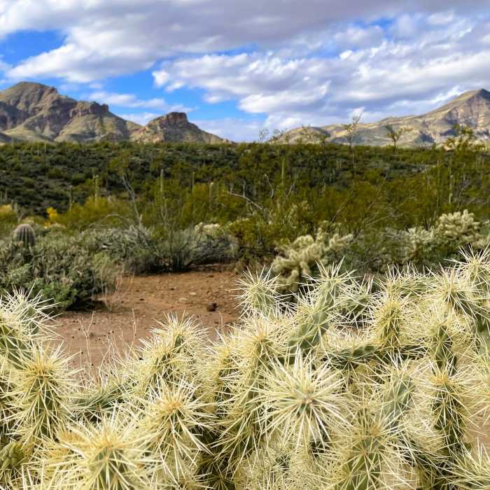 Near Dragonfly Trail