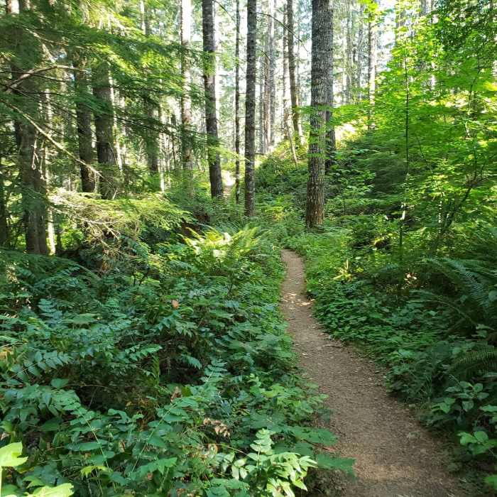 Near Gales Creek - Storey Burn Trail Loop
