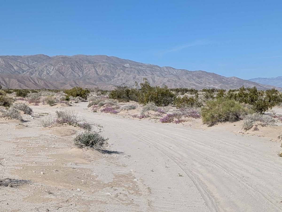 BLM 081 photo 4