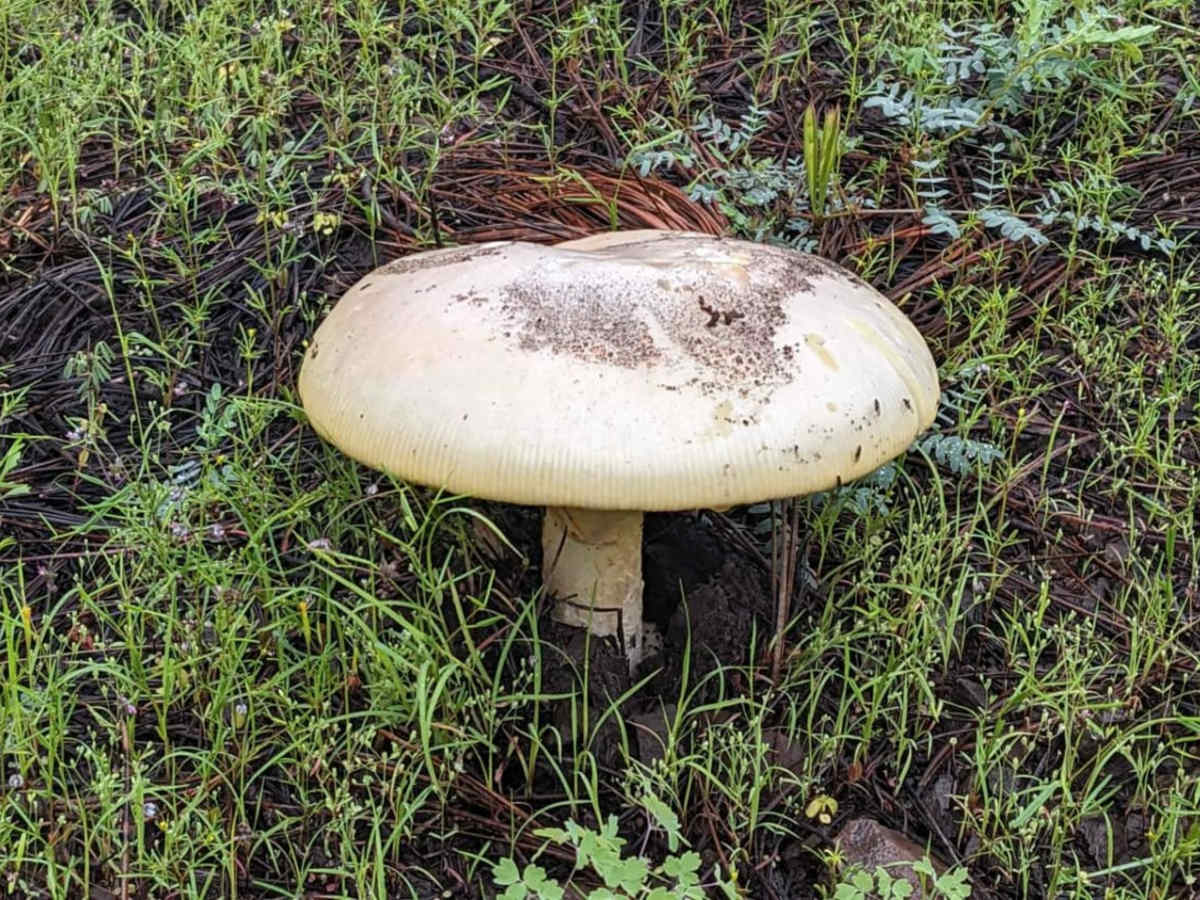 Mushroom Loop photo 6