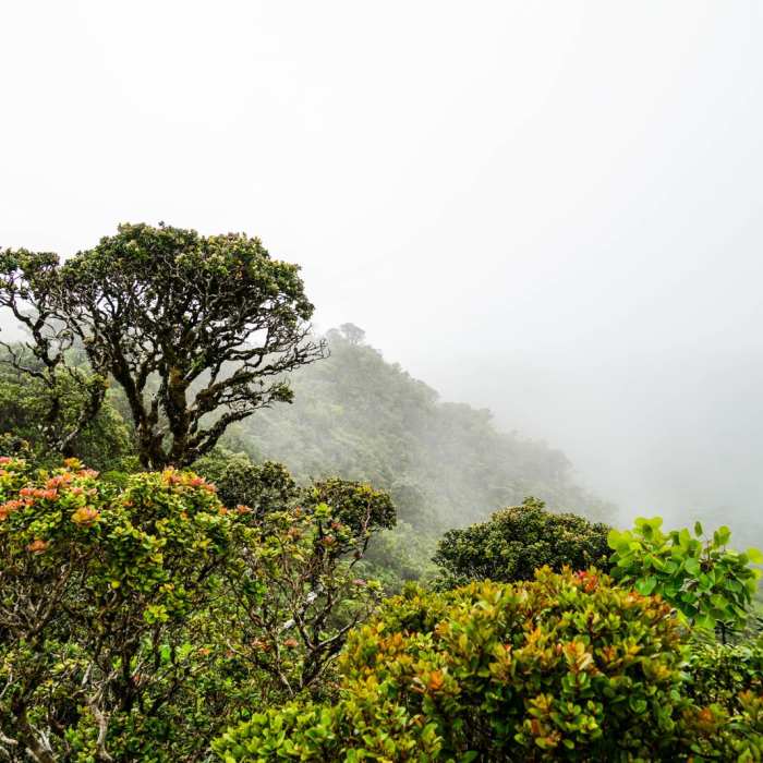 Near Mt Ka'ala Out-and-Back Near Mt Ka'ala Out-and-Back