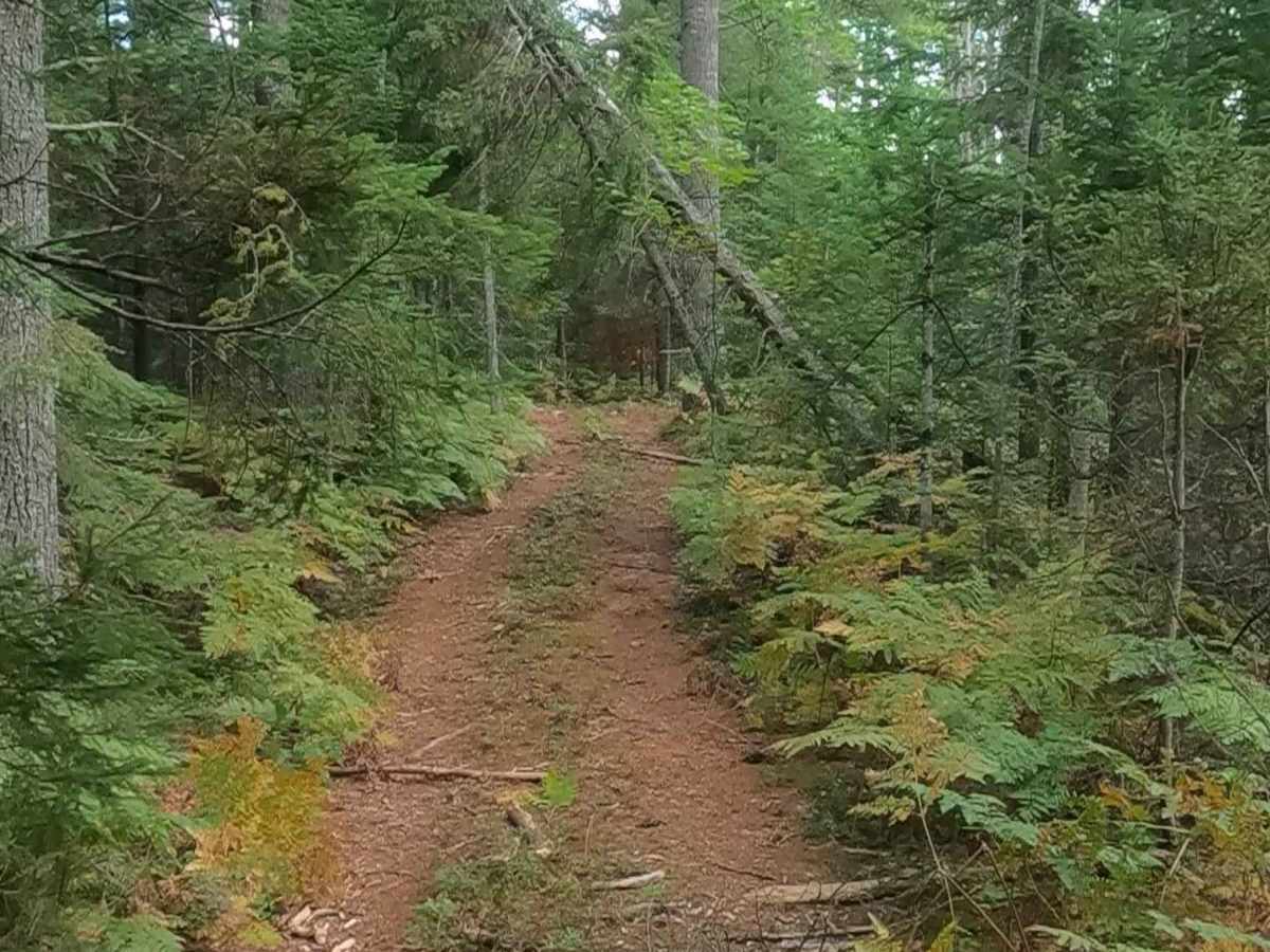 Naugle Creek - FS 3348 trail photo