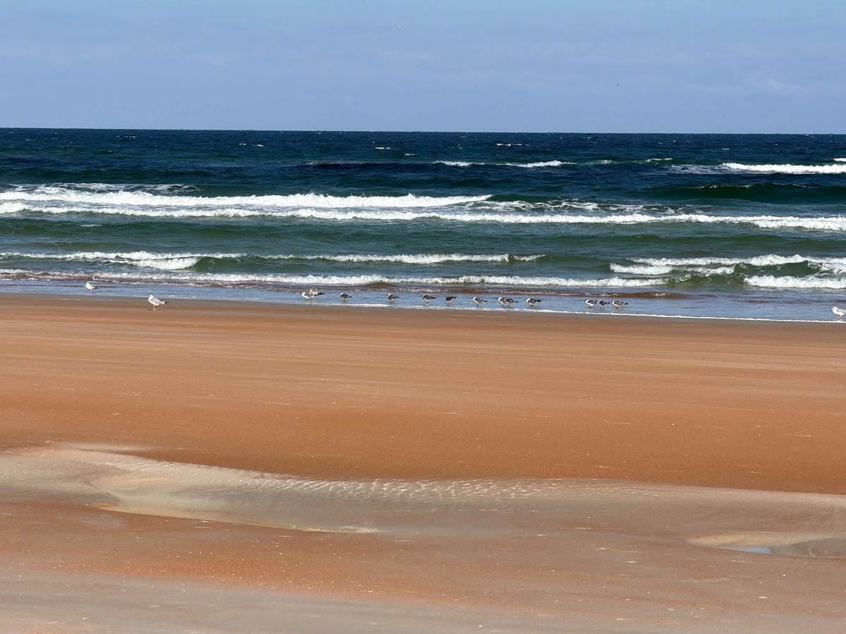 South Ormond Beach photo 4