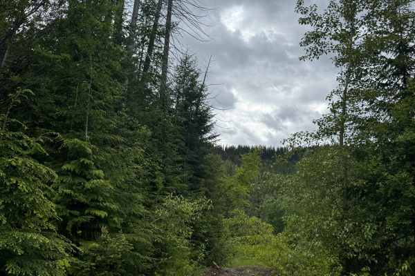 Sand Creek - FS 3310-146