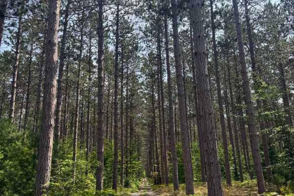Pine Canopy Trail