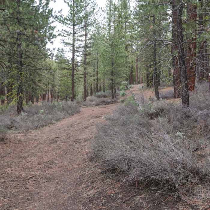 Near Portola "P" Hike