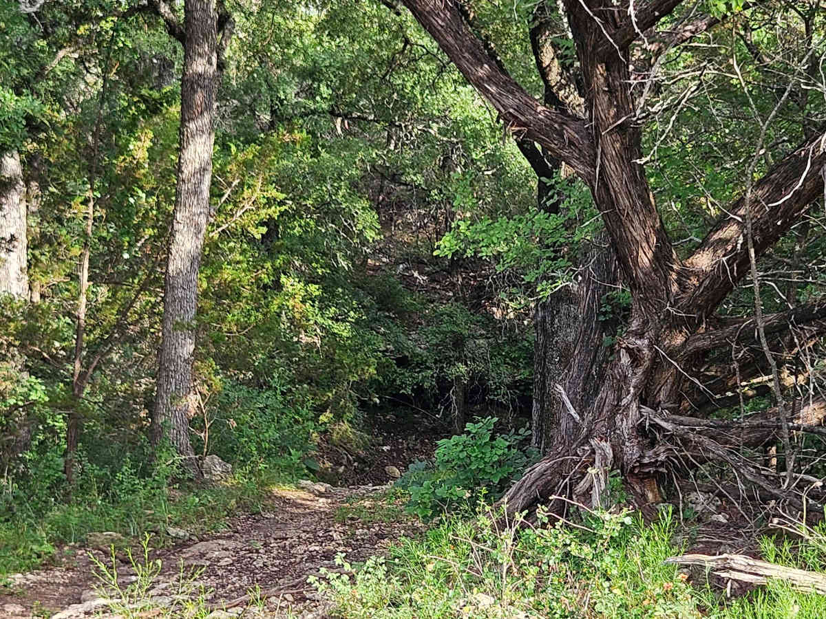 Savannah Oak Cave trail photo