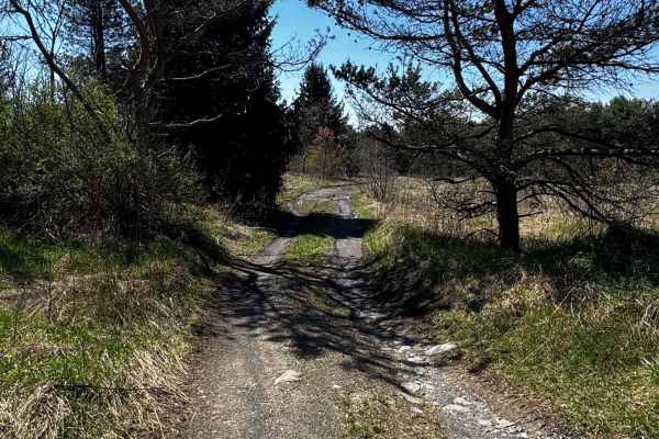 Logway Run Hill Climb Trail