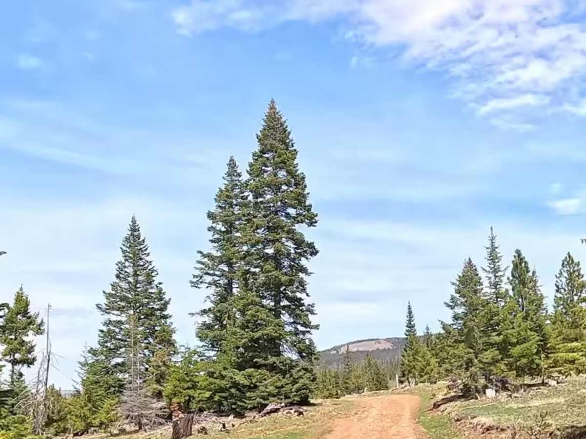 Green cabin road photo 3