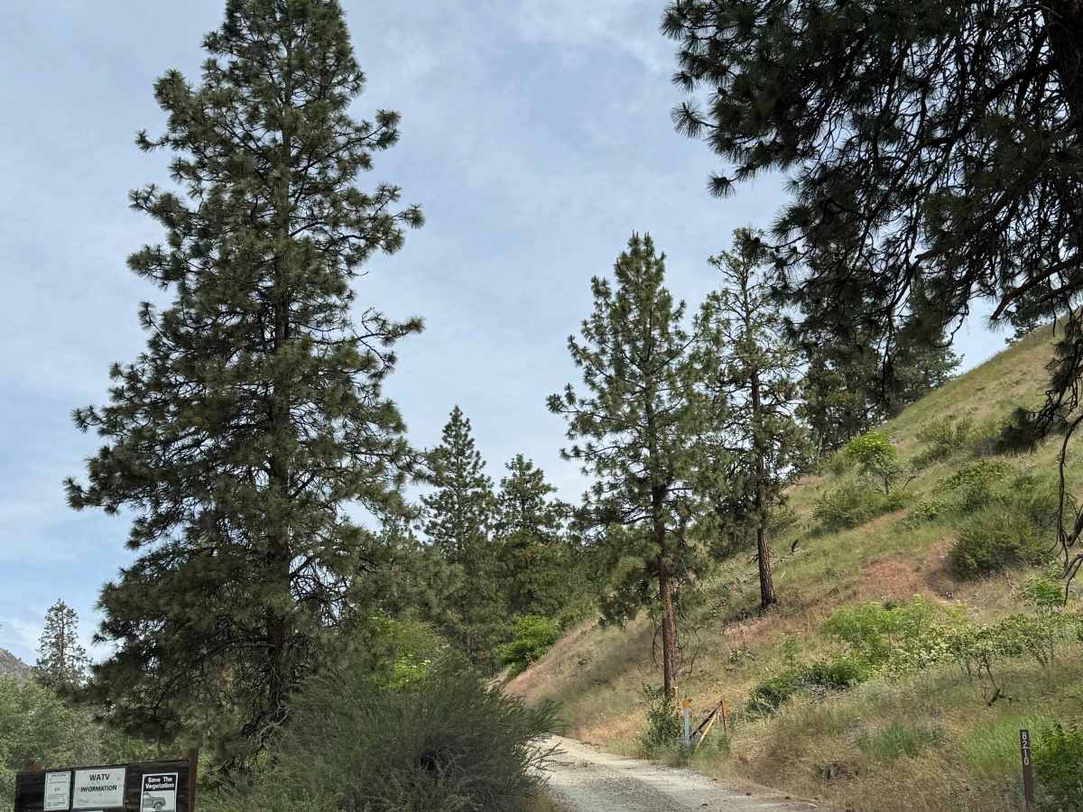 Joe Creek Road - FS 8210 trail photo