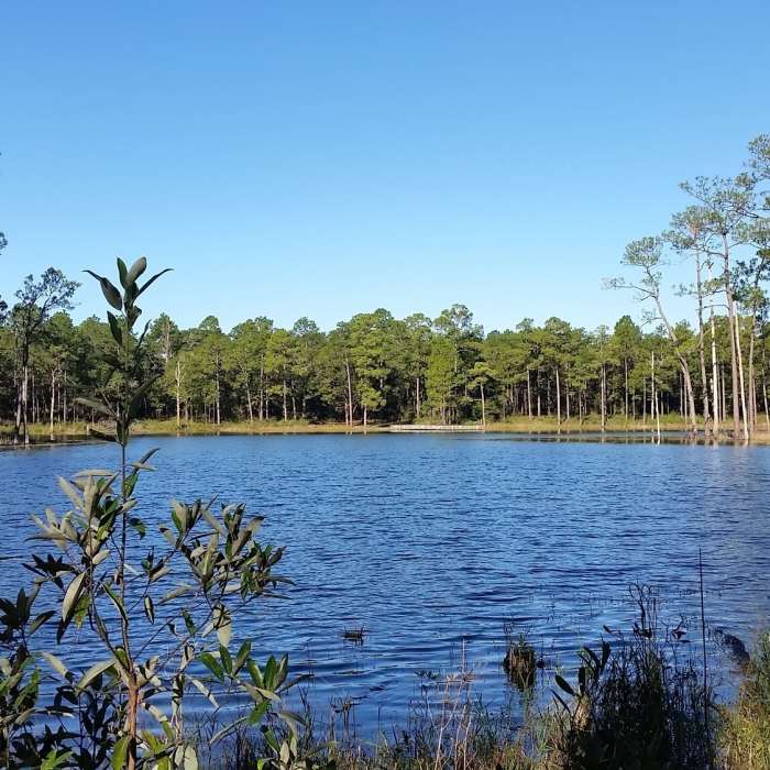 Open pond Near Blue Spring Loop