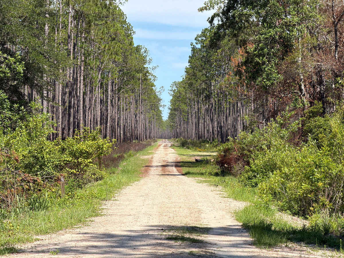 McIntyre - FS 340 trail photo