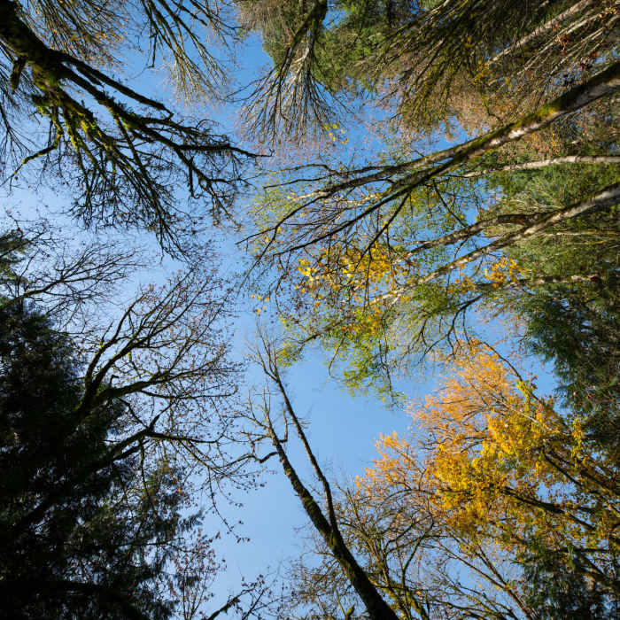 Near Squires Lake Trail