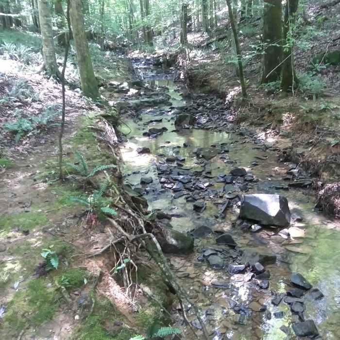 Near Eno Quarry Trail